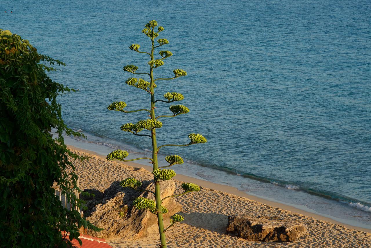 Malibu Studios & Apartments لاسي المظهر الخارجي الصورة